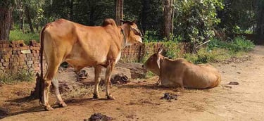 Traditional Indian rural cow living freely in countryside environment
