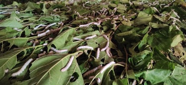 Mulberry Silkworm Feeding on Fresh Mulberry Leaves in India β Natural Silk Production Process