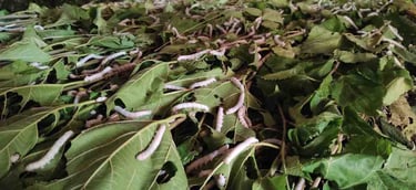 Mulberry Silkworm Feeding on Fresh Mulberry Leaves in India – Natural Silk Production Process