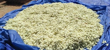 Silk Cocoons Sun-Dried in Rural India β Natural Mulberry Silk Preparation