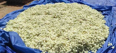 Silk Cocoons Sun-Dried in Rural India – Natural Mulberry Silk Preparation