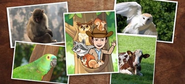 Doutor Zoo