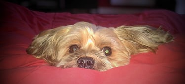 Comportementaliste canin à Péronne