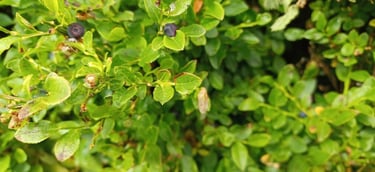 Bilberries