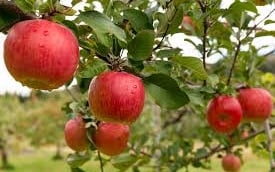apple probiotic wine