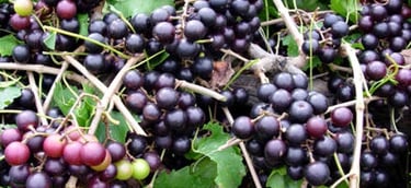 Noble grape vineyard
