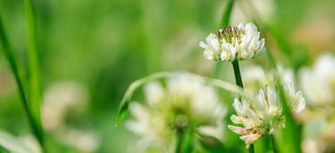 Close-up of a white clover flower blooming in a vibrant green meadow during spring.