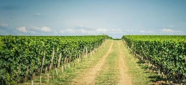 Agricultural in India with ZeroBudget & soiless Farming by AVI Next Startup of RisingIndia ThinkTank