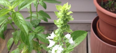 Basil Flower!!