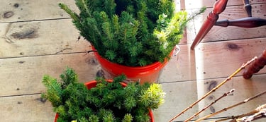 500 Baby Christmas Trees Ready for Planting!
