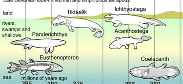 fishapodes , Graphic by dave souza , Coelacanth - Wikipedia