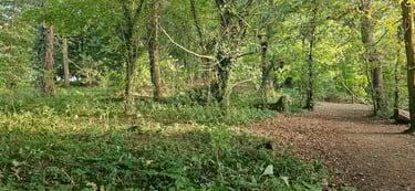 showing a woodland scene in summer