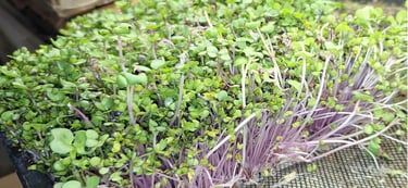  micro radish