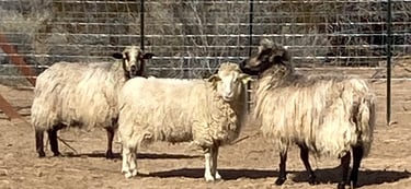 Three pregnant Navajo-Churro ewes