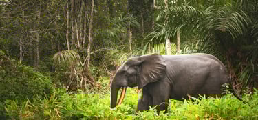 An African Elephant in Senegal Wildlife Park 