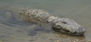 crocodile in Bardiya National Park