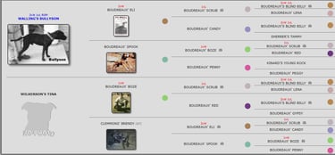 Halliburton's "Beny Bob" 1xW 1xL Pedigree  APBT History