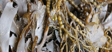 Kelp seaweed