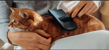 Conseils pour prendre soin de vos animaux de compagnie