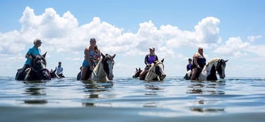 ami-beach-horses