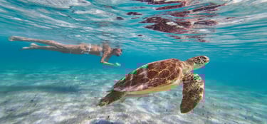 sea turtles adventure - underwater experience - lagoon expedition - st barth