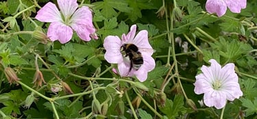A bee taking nectar from a geranium plants