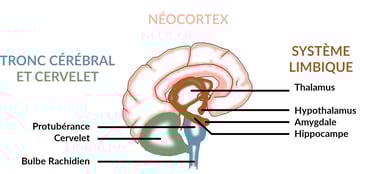 Tronc Cérébral, Cervelet et système limbique