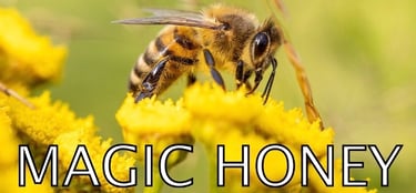 A honey producing bee