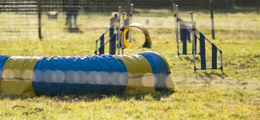 cours d’agility éducatif pour chien sur terrain sécurisé à gironde