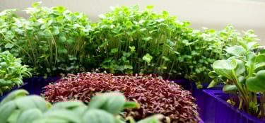 a picture of Early Greens microgreens nursery  produce