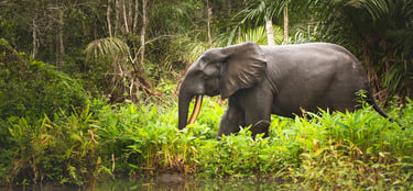 An African Elephant in Senegal Wildlife Park 