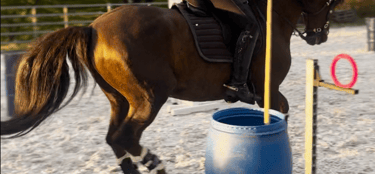 working equitation equipment