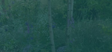 Virtuscapes Project Services
