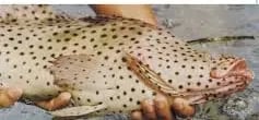 Nutritional Deficiency Diseases