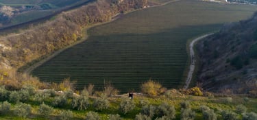 Vigneto biologico dentro una cava di pietra