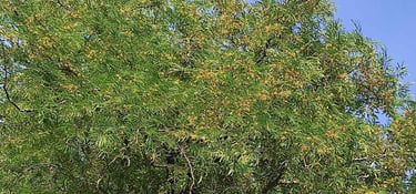 Flowering Wild Tamarind Tree in Rural India β Natural Source of Forest-Grown Imli