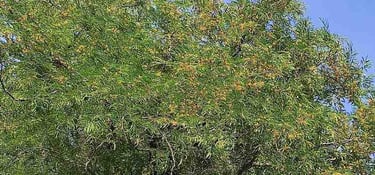 Flowering Wild Tamarind Tree in Rural India – Natural Source of Forest-Grown Imli