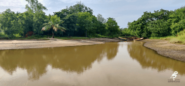 Rivierlandschap met mangrovebos tijdens vogelfotografie rondreis in Gambia