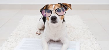a dog wearing glasses and a pair of glasses