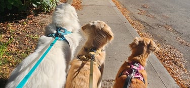 group dog walk in leslieviile on leash