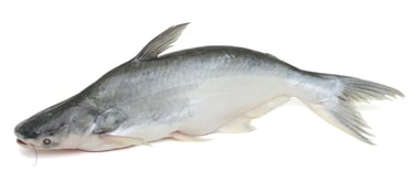 basa whole round exporter 