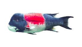 a fish with a red and white fish on it
