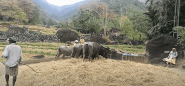 Cutting the crops and using oxen to thresh the leaves.