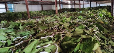 Indian Mulberry Silkworms on Fresh Leaves β High-Quality Silk Cultivation