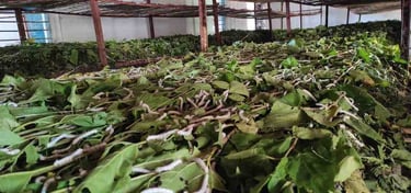 Indian Mulberry Silkworms on Fresh Leaves – High-Quality Silk Cultivation