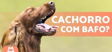 Bafo de cachorro