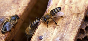 Abeille dans une ruche