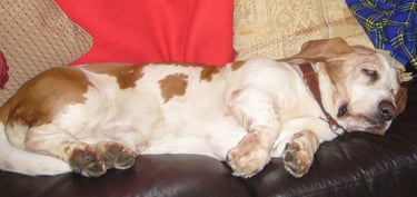 Sleeping dog, sofa dog, basset hound, bruno basset