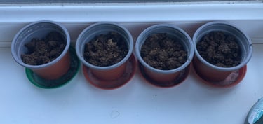 a row of pots on a window sill