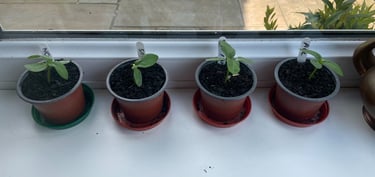 a row of plant seedlings in pots on a window sill